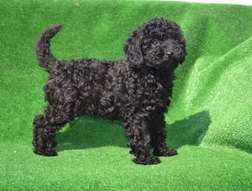 siyah-toy-poodle