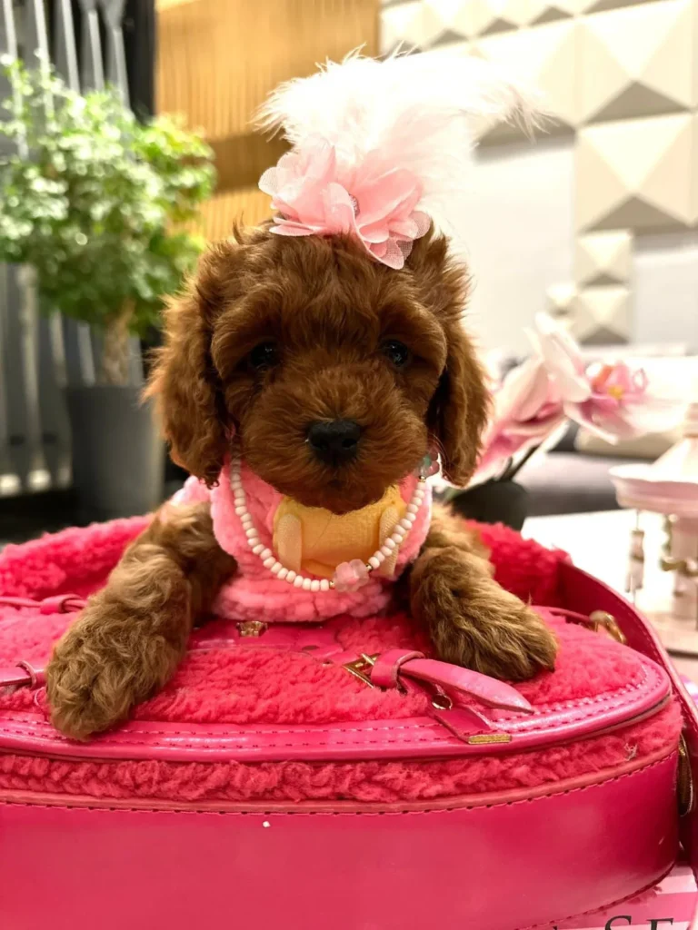 toy-poodle-fiyatları